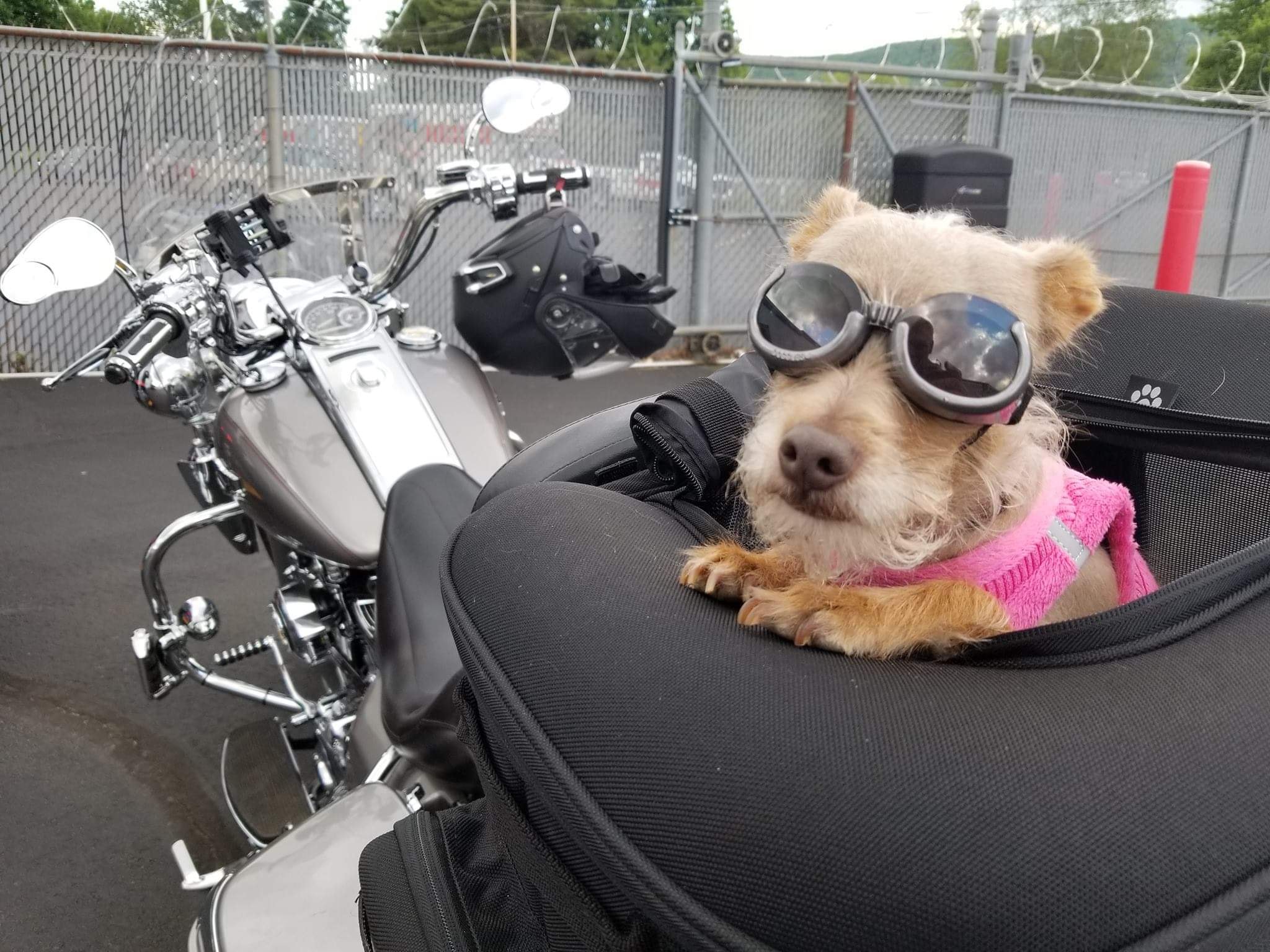 Co-pilot ready to ride